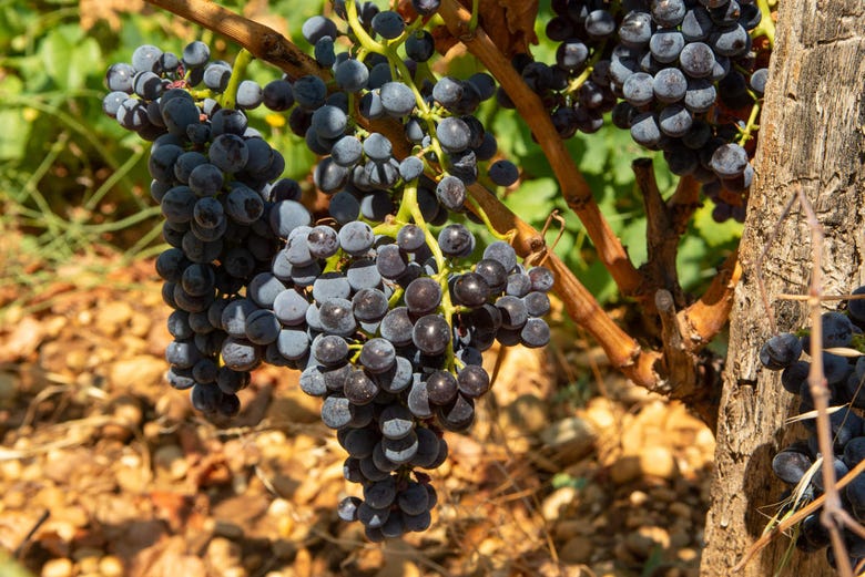 Uvas cultivadas en Châteauneuf du Pape