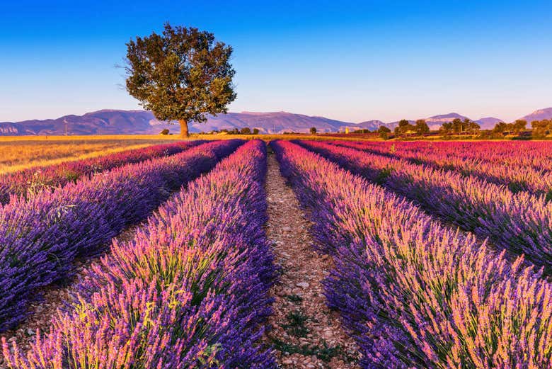 Valensole
