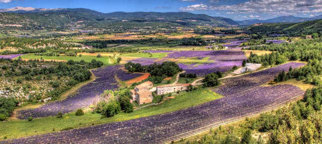 Excursion dans les champs de lavande du Luberon