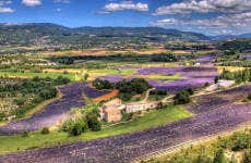 Luberon Lavender Fields
