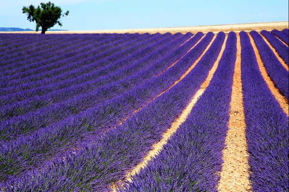 Tour de la lavanda por Sault