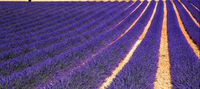 Tour de la lavanda por Sault