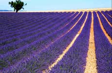 Tour de la lavanda por Sault