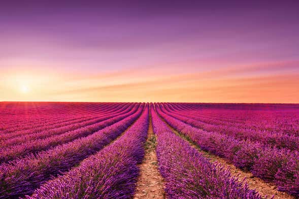 Excursion à Valensole et ses champs de lavande