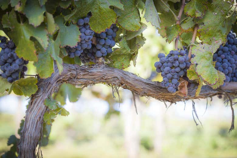 Witness the wine-making process from the very beginning