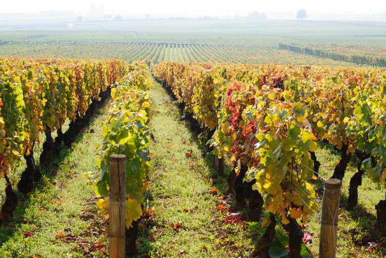 Immerse yourself in French culture