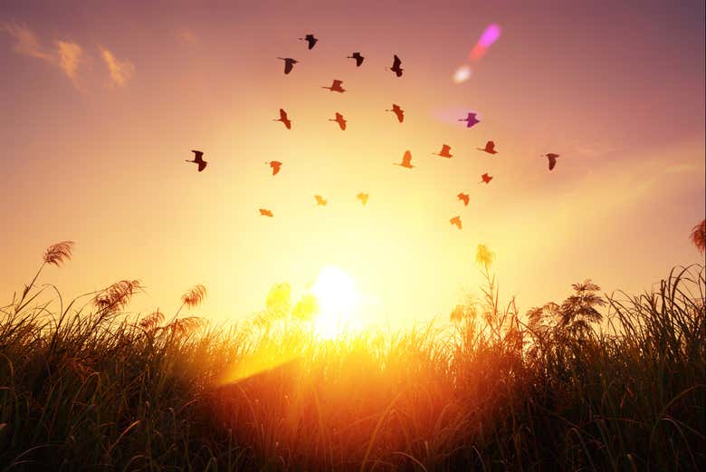 Las aves vuelan al amanecer sobre el Pic Aubeill 