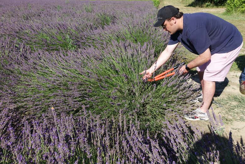 Trabalhos agrícolas em Un MAS en Provence
