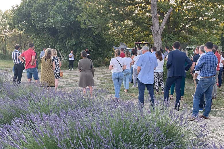 Visitando o campo de lavanda de Un MAS en Provence