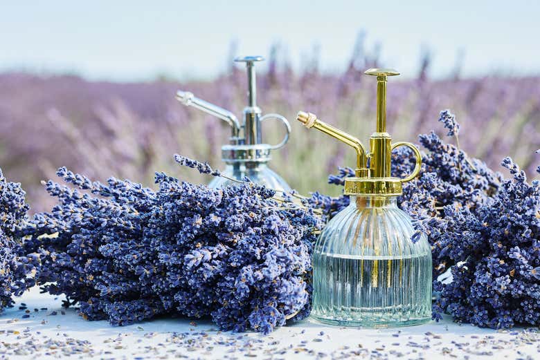 Vários buquês de lavanda com duas fragrâncias