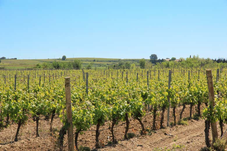 Vinhedos de La Provenquière