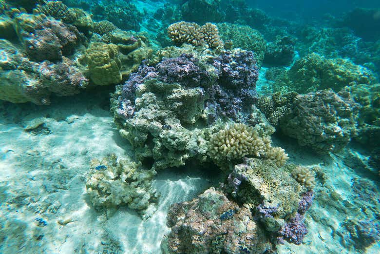 Découvrez les récifs coraliens à bord du bateau