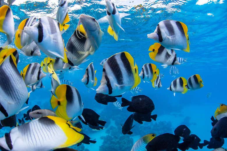 An array of colourful fish