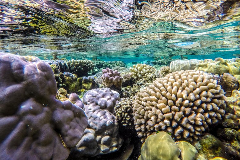 Exploraremos os recifes de corais de Bora Bora