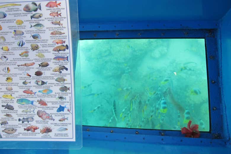 Quelle quantité de poissons !