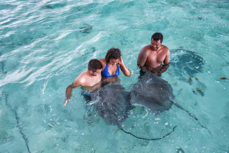 Snorkel with rays