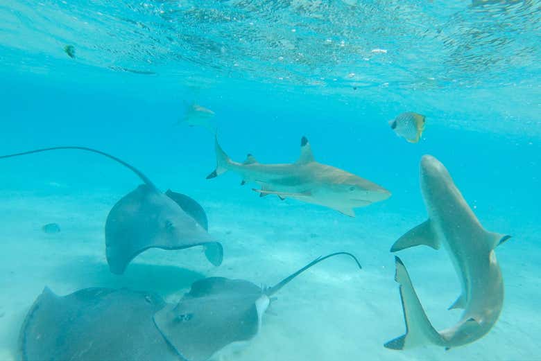 Snorkeling avec des raies et des requins