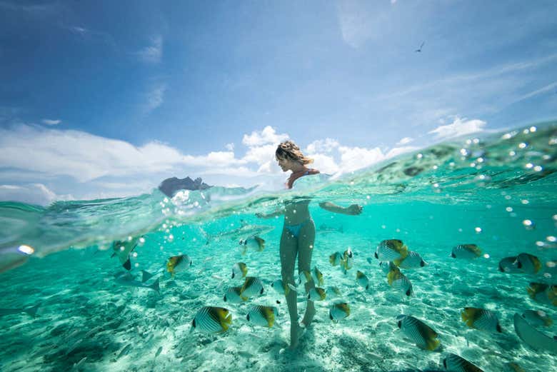 Snorkel with sharks