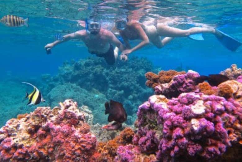 Snorkel experience in the coral garden