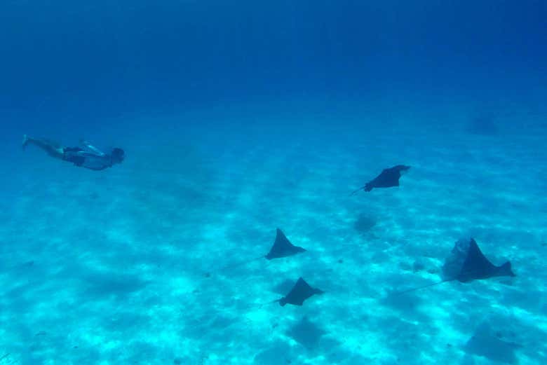 La faune marine de Bora-Bora