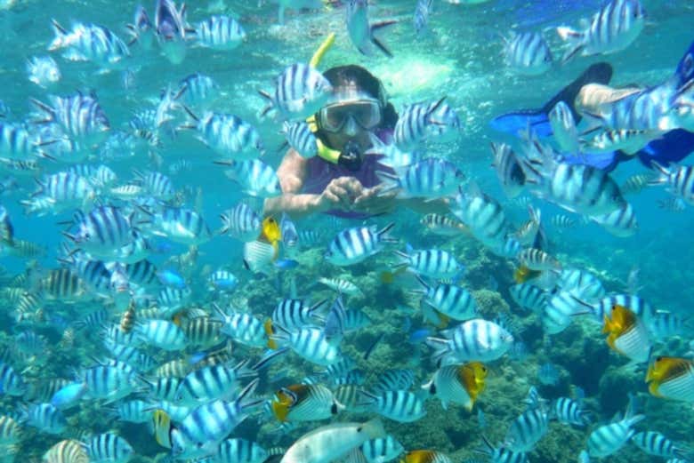 Você poderá nadar com os peixes