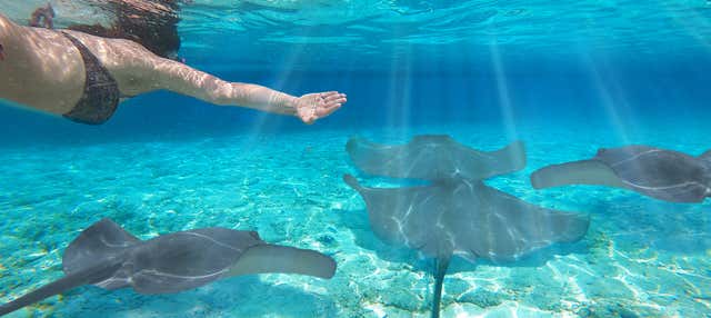 Snorkeling avec des raies manta en bateau à moteur