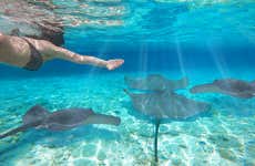Snorkeling avec des raies manta en bateau à moteur