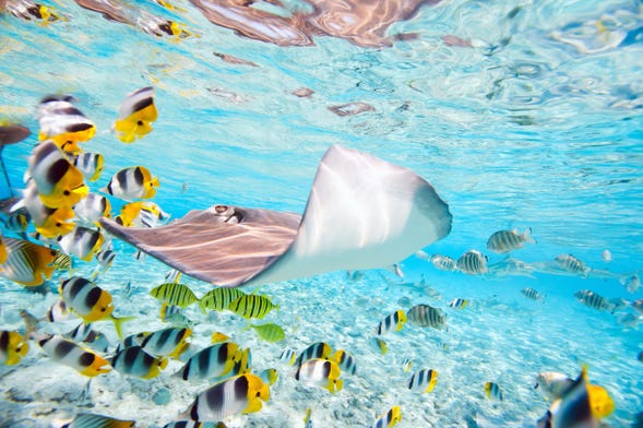 Snorkel con tiburones y rayas