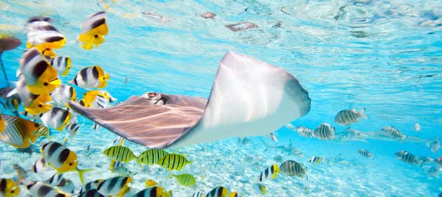 Snorkeling avec des requins et des raies