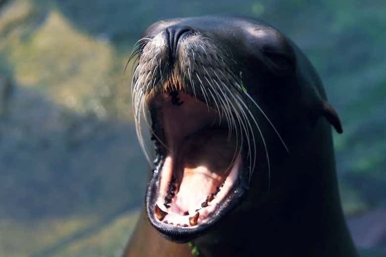 Seeing a sea lion up close