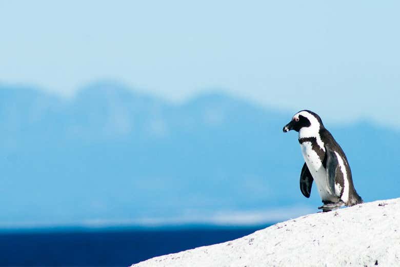 An adventurous penguin