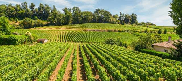 Excursión a Saint-Émilion y Pomerol
