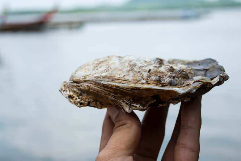 Understand the characteristics of oysters from the region