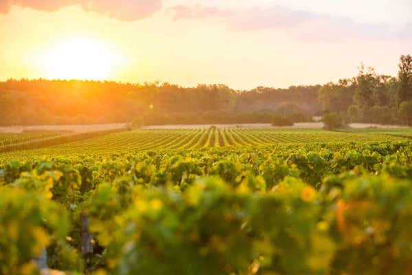 Walk through beautiful French vineyards