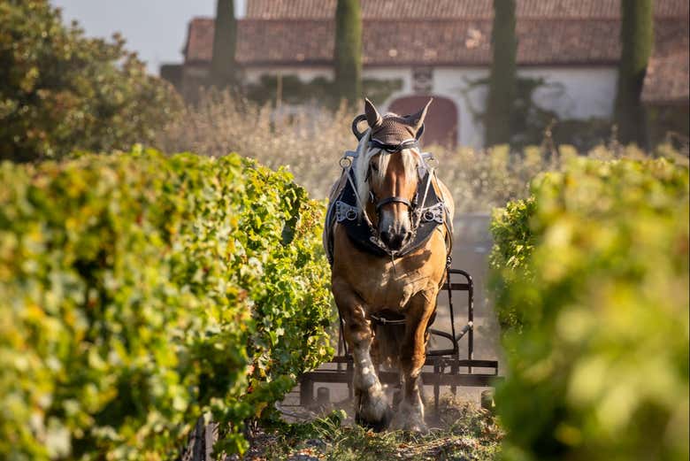 Visitaremos distintos viñedos del entorno de Burdeos