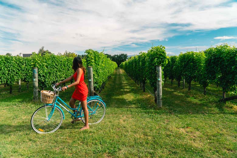 Cycling through the vineyards