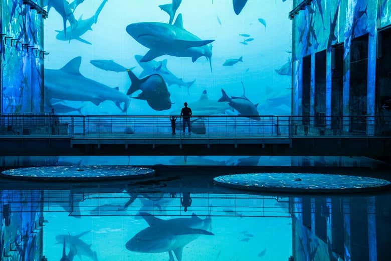Requins nageant dans l'exposition Ocean