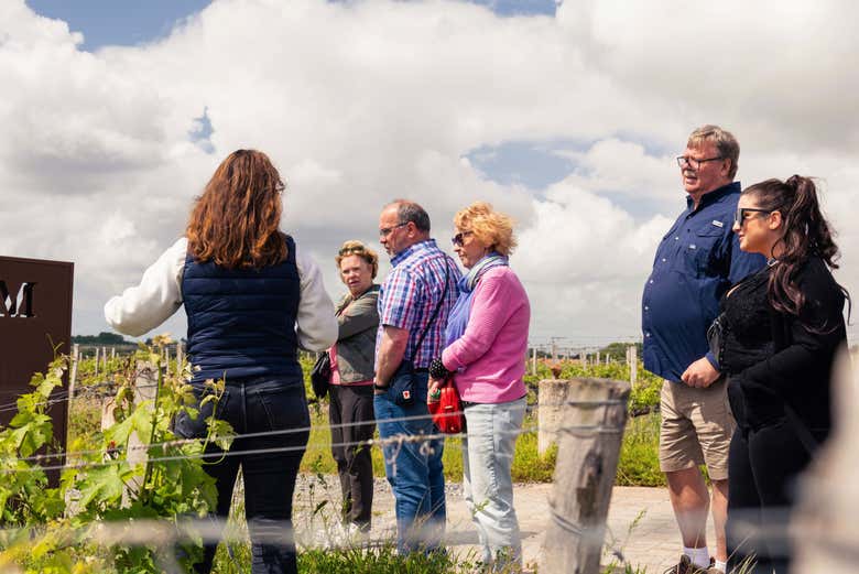 Discover the vineyards