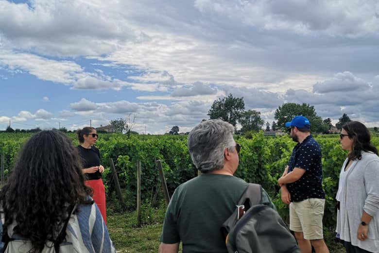 Visite de vignobles