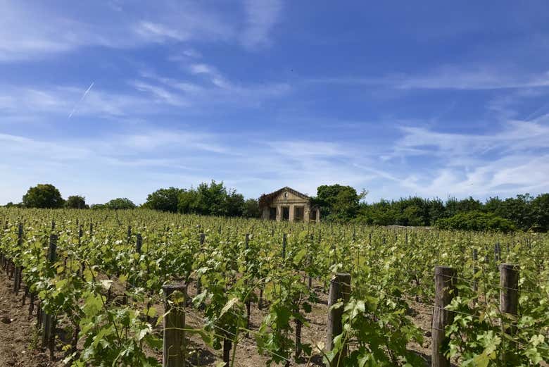 Saint-Emilion vineyard