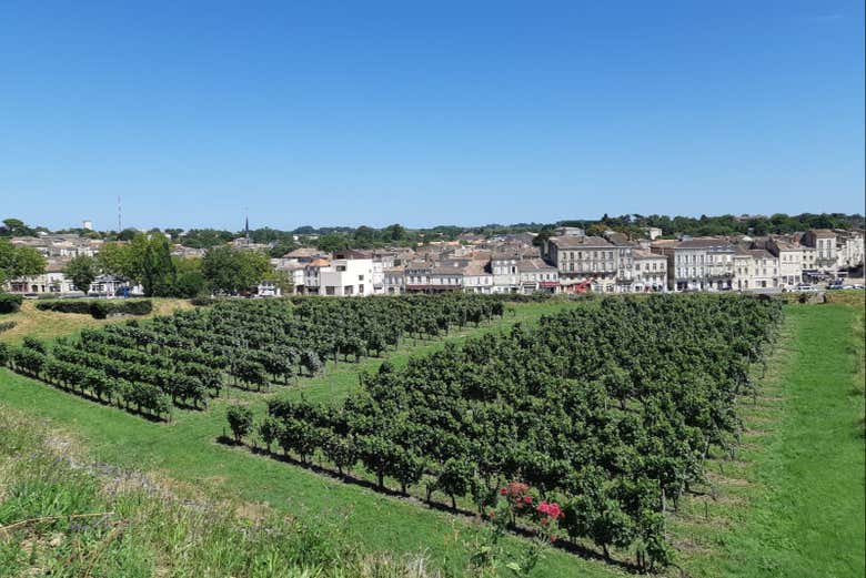 Viñedos en Aquitania