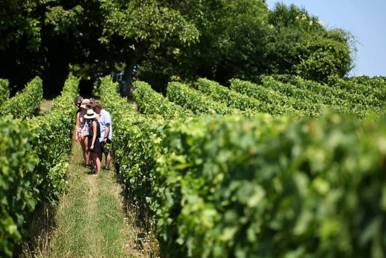 Vignobles de Saint-Émilion