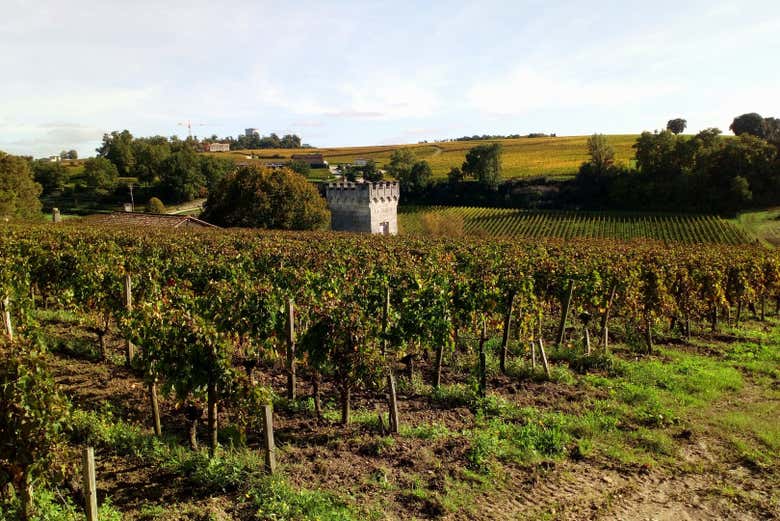 Detalle de los viñedos