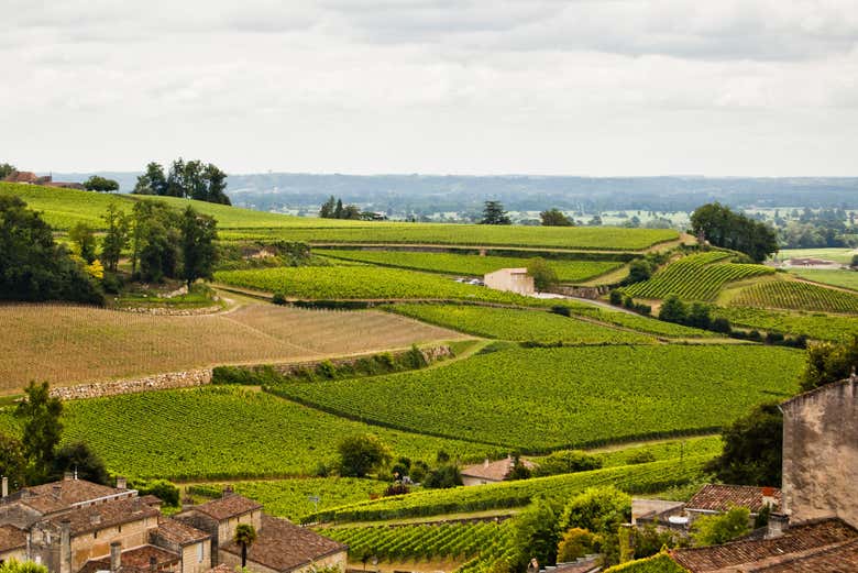 Panoramic view of Saint Emilion's vineyards