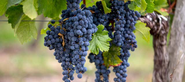 Tour del vino por Pessac-Léognan y Graves