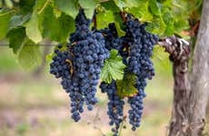 Tour del vino por Pessac-Léognan y Graves