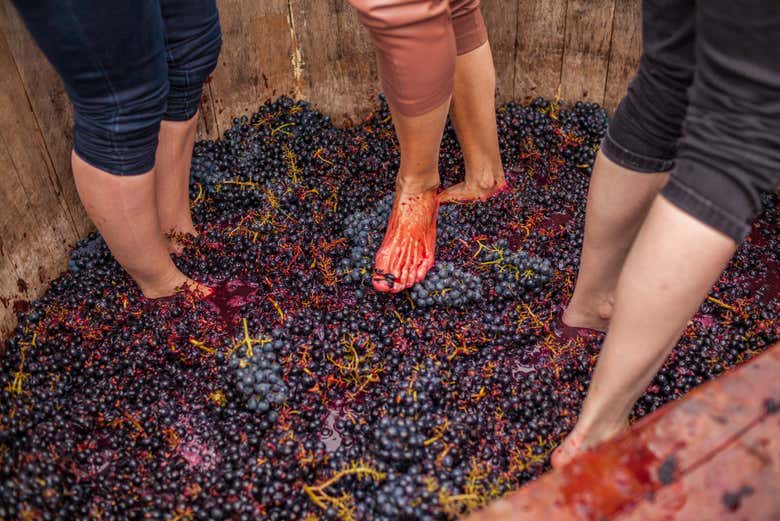 Get in on the grape-stomping fun!