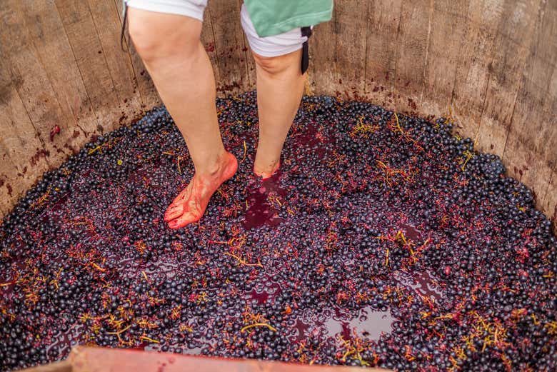 Pisando la uva dentro del lagar