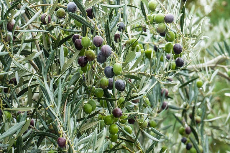 Visit an olive farm in Provence