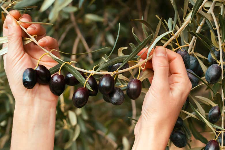 Participate in the Cadenet olive harvest